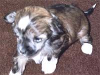 Danshjla la divino duca of Powder Dream 