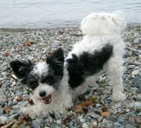 Fajola la fiabesca fiamma of Powder Dream 