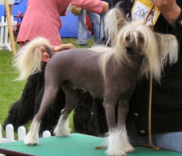 Nagoja Sasquehanna Pomarszczony Czar