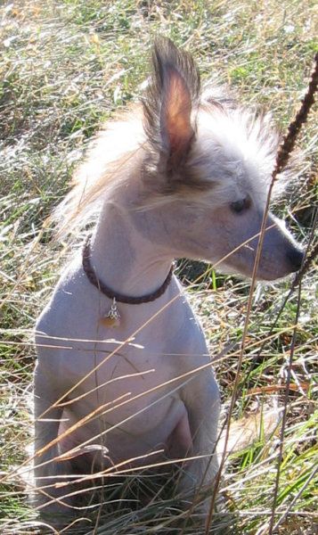 Laureola's Graffitti