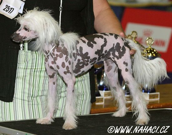 Laureola's Gwenhwyfar