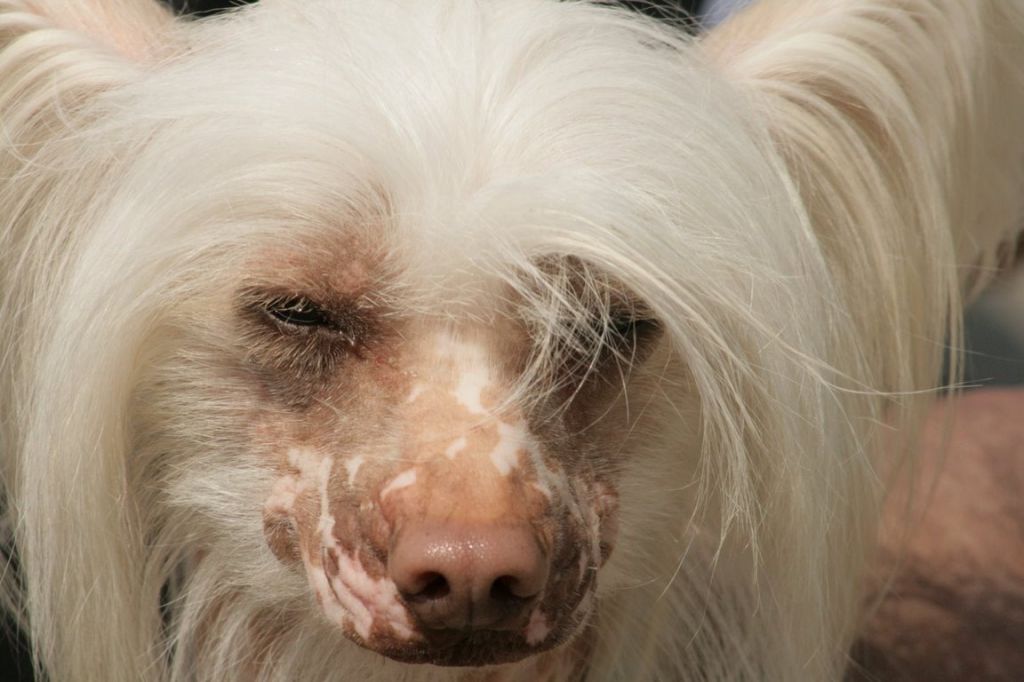 Hossa-Vija Michell'in Suprise