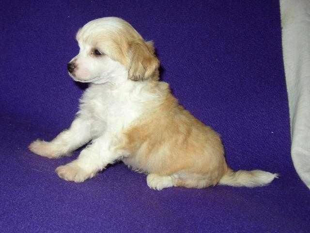 Verdi Powder od Chlpiku