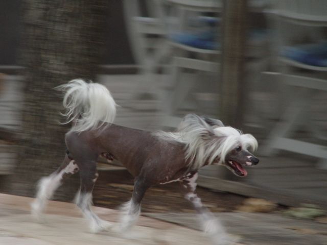 Bayshore's Roberts Rules of Order