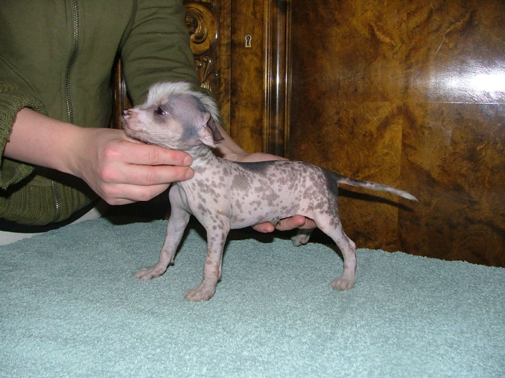 Dogs of Dark Sirocco