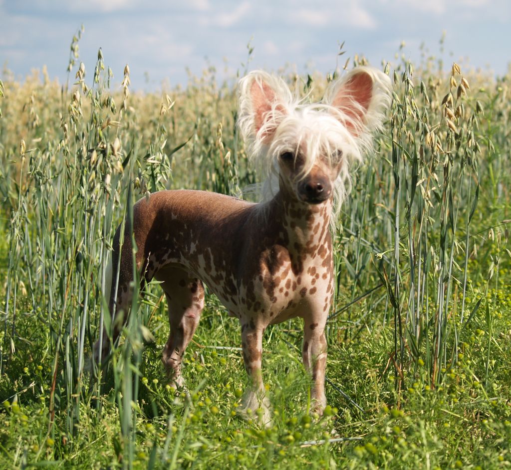 Eugenios Drama Queen