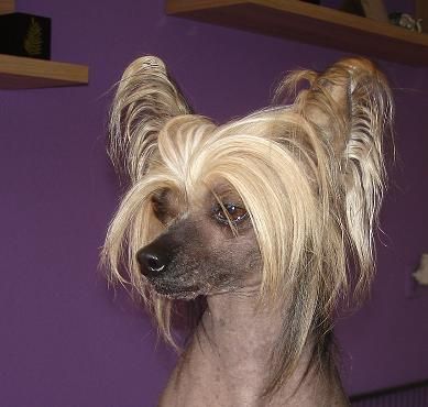 Crazy Love of Angel's Legacy