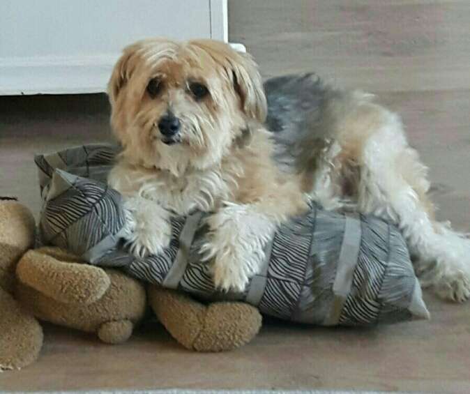 Cracking Heart of Angel's Legacy