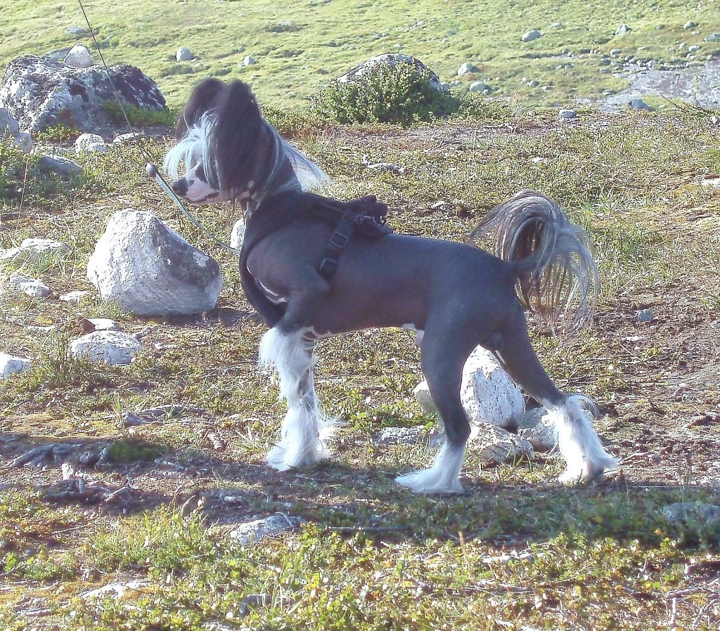 Koynaur's Justification