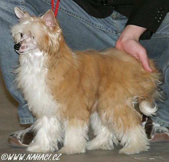 Baronesse vom Li- Fa- Gou