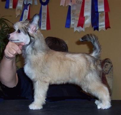 Crestyle Class And Panache PP