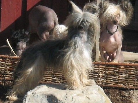 Sandfield's Khatiana