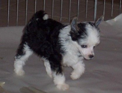 Tilea's Dressed for Success