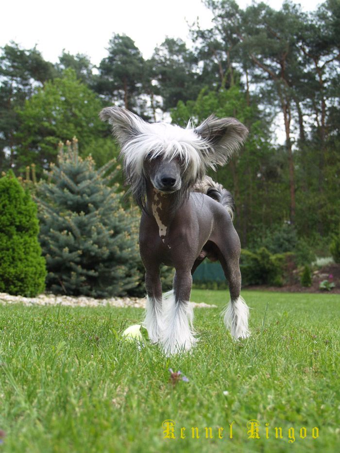 Calucco Ay Reen Al Maarii Sapphire