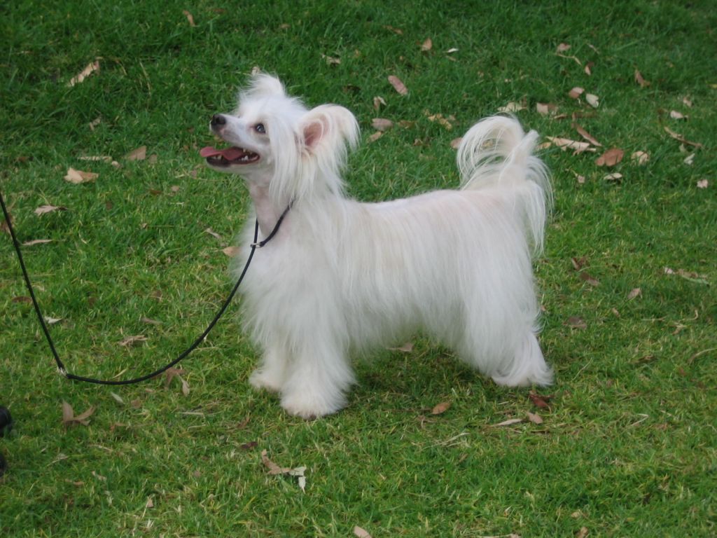 Wumao Bombe Alaska