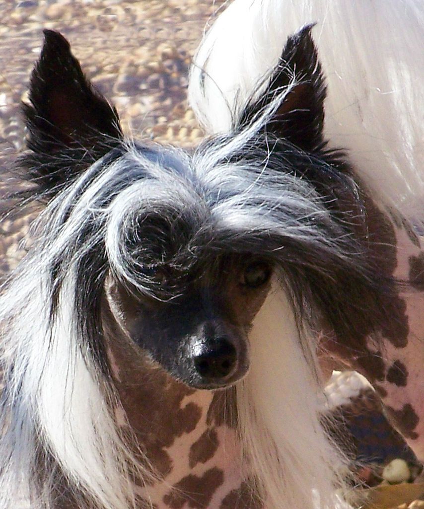 Kamaji Gotta Have it Now HL