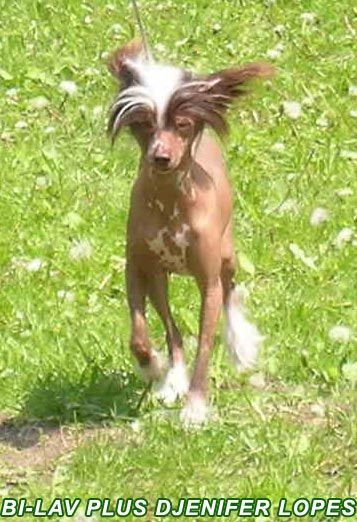 Bi-Lav Plus Djenifer Lopes