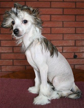 Dragon Moon Sherry Sangaree