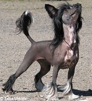 Crestwood Obvious Obsess