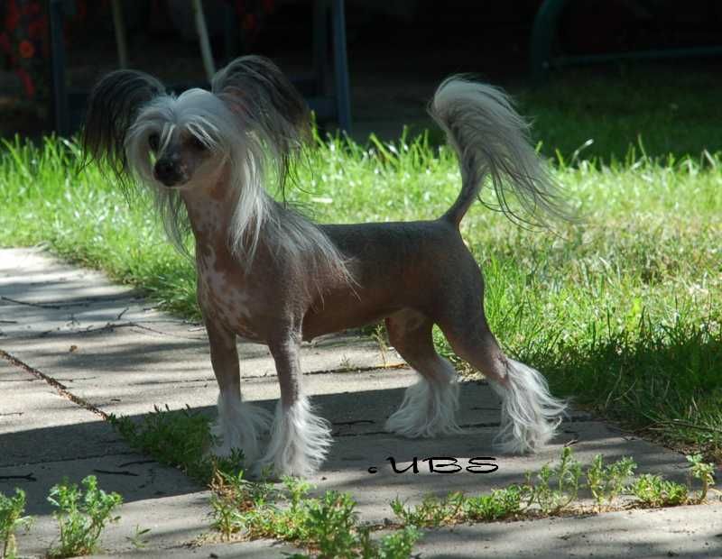 Stormblåstens Mooncrest Safir