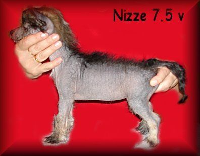 Blue Wing's Nizze Need To Shave