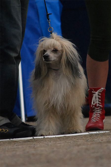 Joyway's Okay Whatever