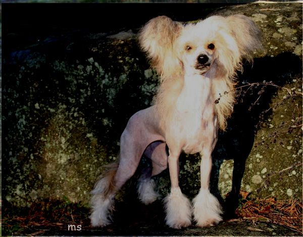 Joyway's Oops I Did It Again