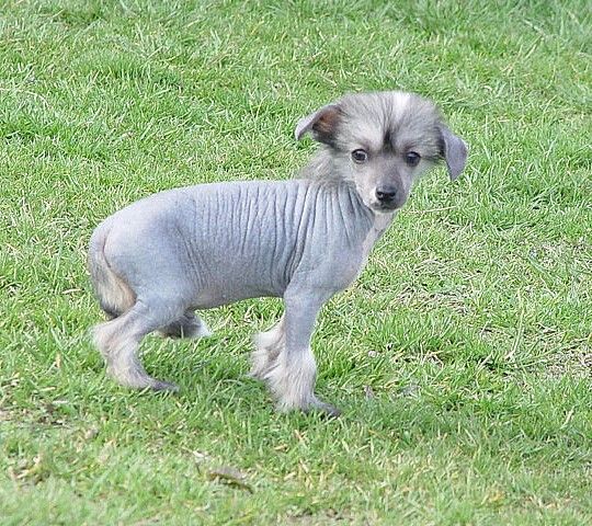Fudgie For Mady's Love