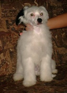 Barkley Gavany's Bohemia