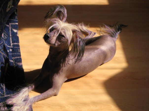 Apriori Vip Vela de Ventura