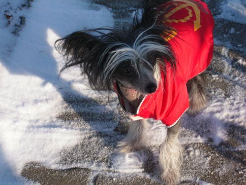 Cidonie z Frydeckeho zamku