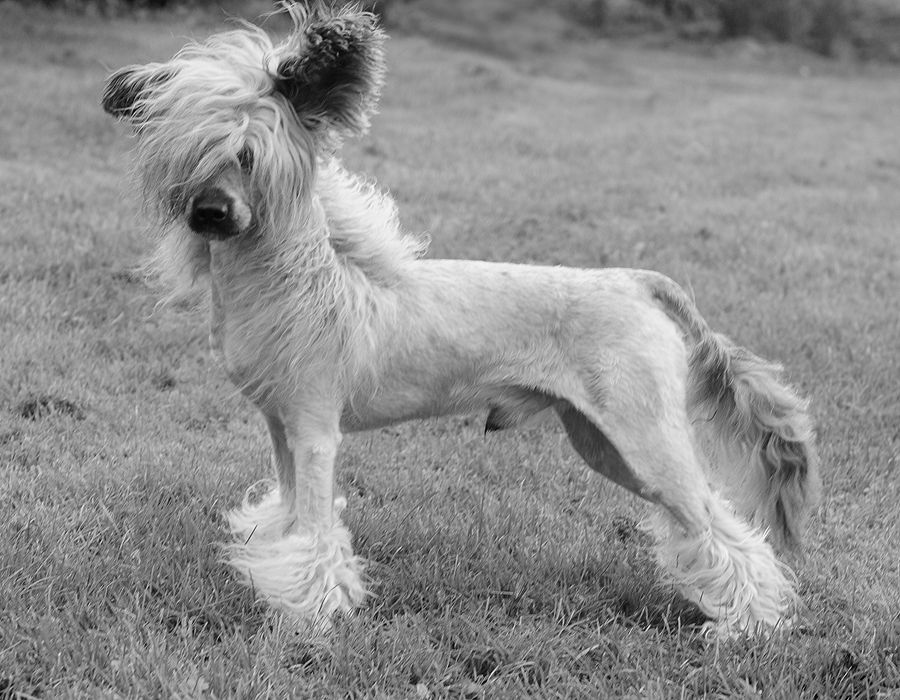 Stormblåstens Move Over Darling