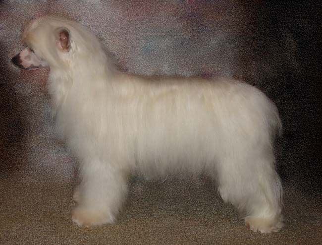 ParaDice White Diamonds