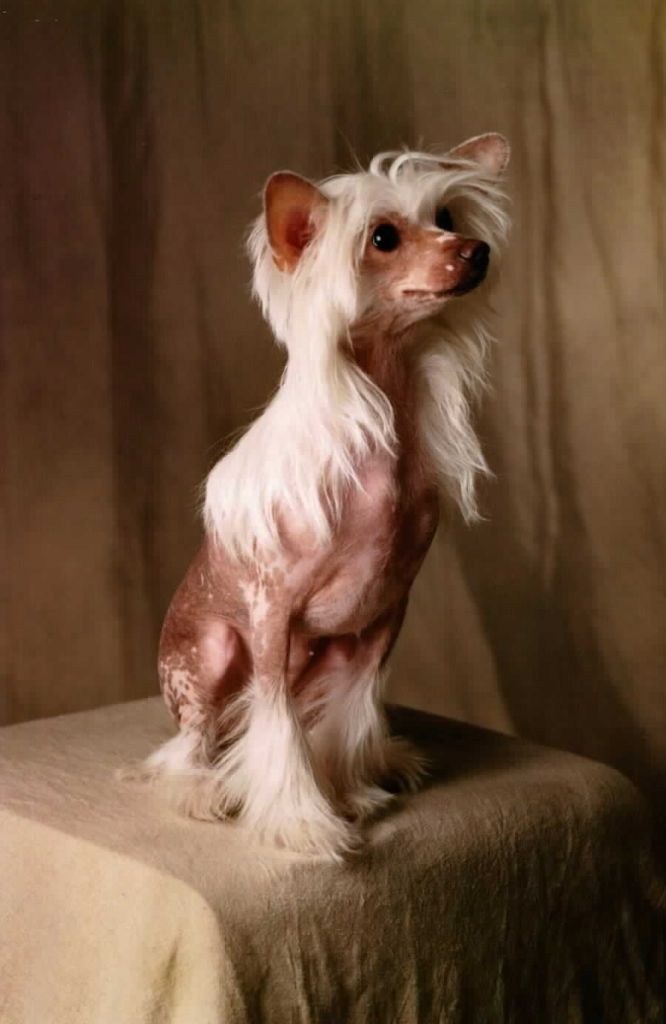 Taijan Dreamer Sharleen