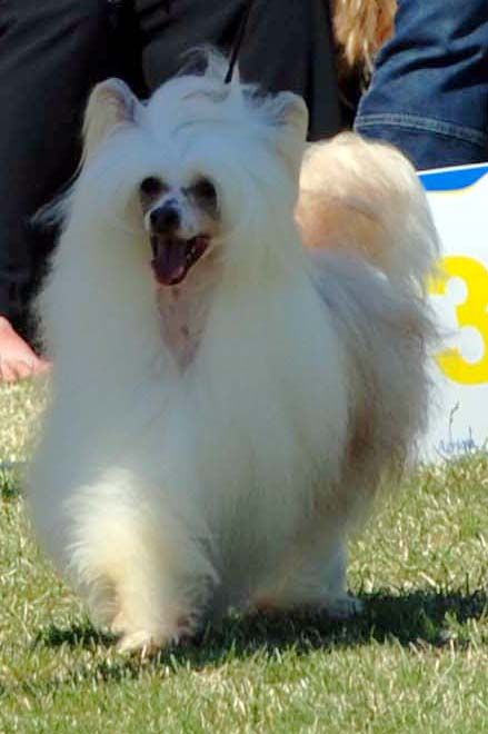 Suanho's Copper Eskimo