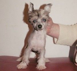 La Bionda de GabriTho