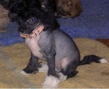 Topgrade Lady Of The Night