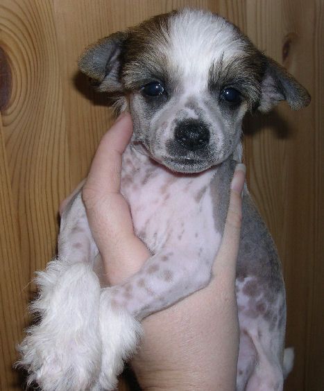 Belshaw's Passion Punch