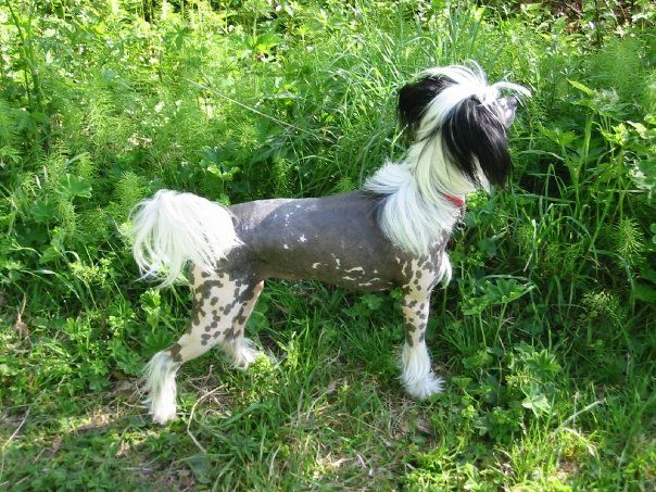 Belshaw's Paradise Passion