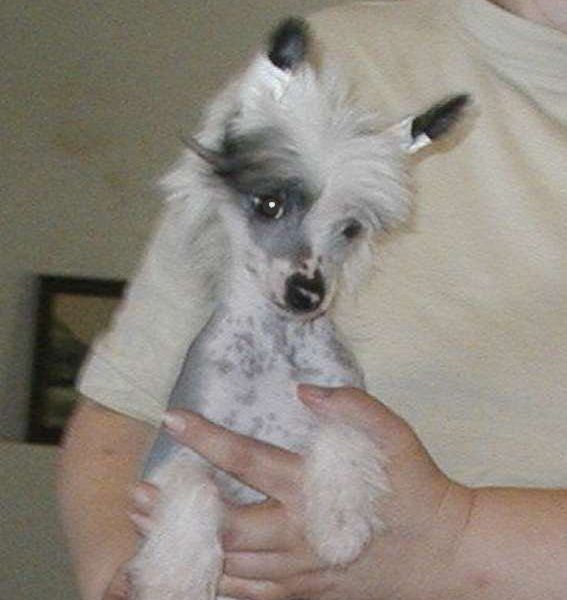 Evita Top Model De Rama