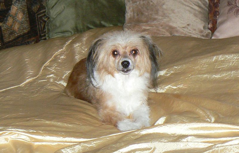 Nagymancs-Tappancs Juda