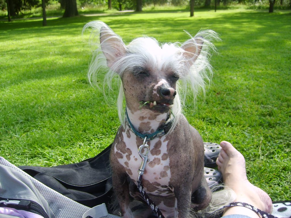 Mocci'z Ralph Lauren