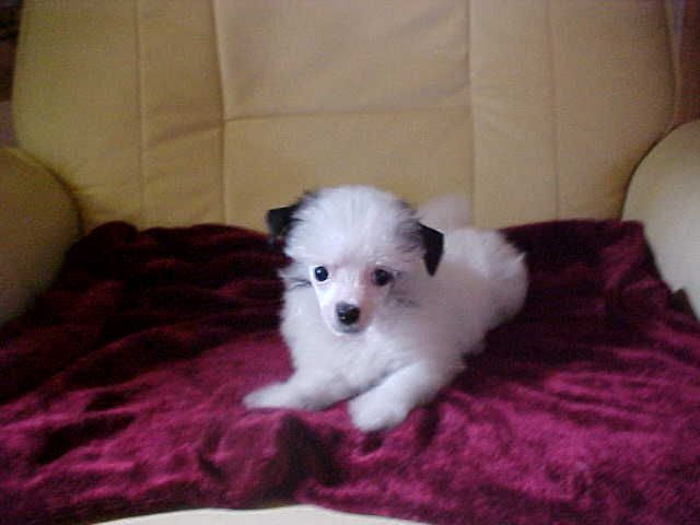 Top-Hatz Fancy Steps For Derby