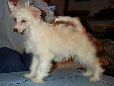 Venice Roma von Shinbashi