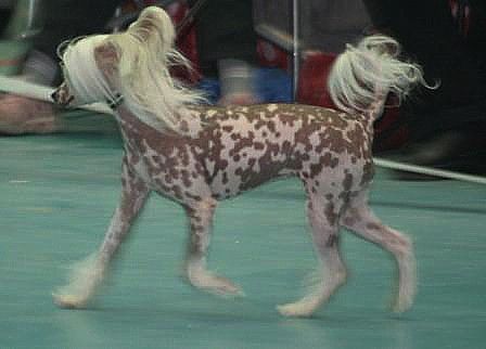 Sippelins I Show You