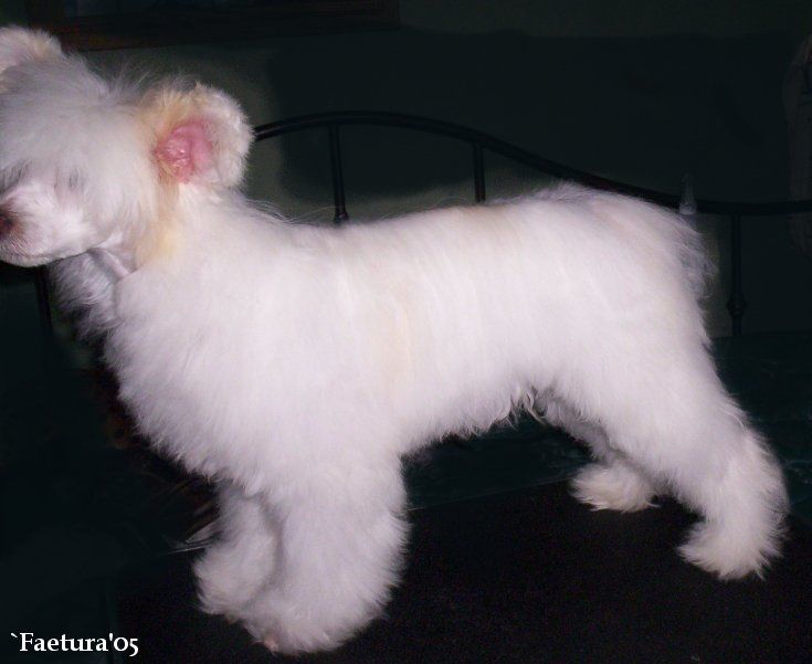 Faetura Andromeda King