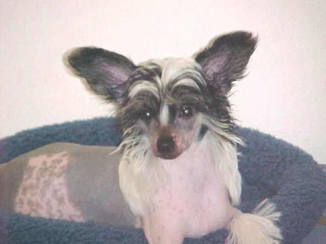 Holliwould Lisa Marie