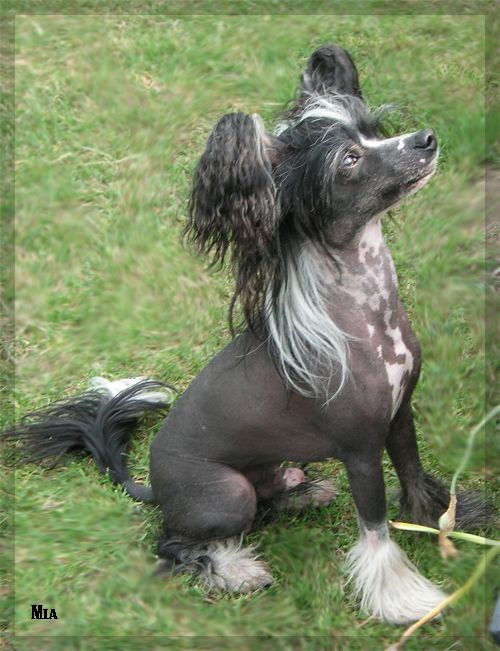 Topgrade Lord Of The Night