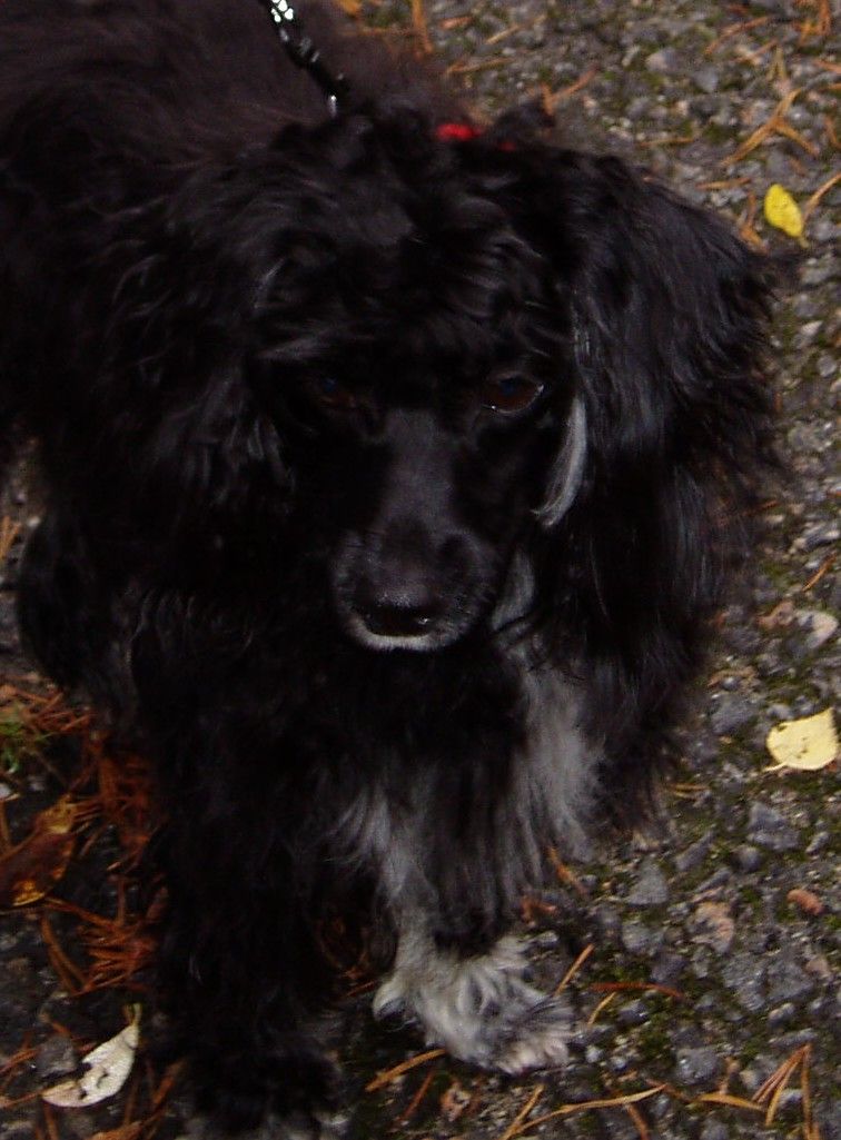 Baby Boy Black Puffen