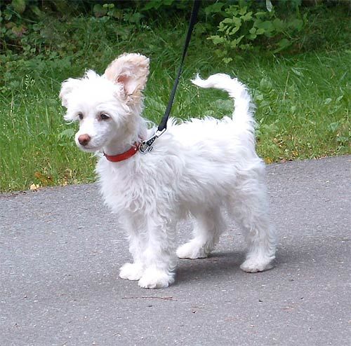 Cocolores Dirty Harry